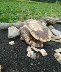 【お題日記】海でHな事したことある？