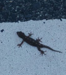 【お題日記】誰にも負けないと思うこと