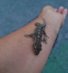 【お題日記】Hのトリビア