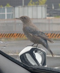 【お題日記】官能小説を読んだことある？