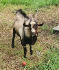 【お題日記】AF時ゴムつける？