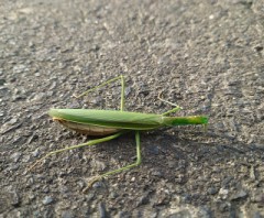 【お題日記】自撮りはよくする？