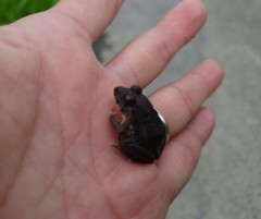 【お題日記】最中に言ちゃう口癖