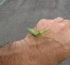 【お題日記】自分で舐めようとしたことある？