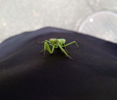 【お題日記】◯◯マニアです！