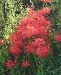 【お題日記】モテるスポーツ