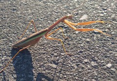 【お題日記】H中に邪魔が入ることある？