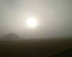 【お題日記】ニュースは何で見てる？