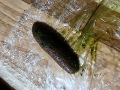 【お題日記】見た目とのギャップに驚いたこんな人