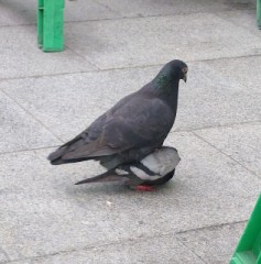 【お題日記】セックスレス解消法