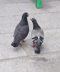 【お題日記】なくなったら困るもの