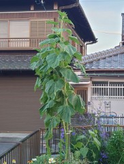 【お題日記】野外で注意する事