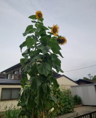 【お題日記】上手すぎてヤバかった人