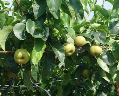 【お題日記】熱中症対策してる？