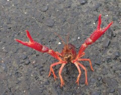 【お題日記】Hなジンクス