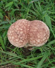 【お題日記】長風呂する時、何を持ち込む？