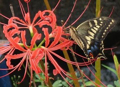 【お題日記】一人でしたくなる時間帯