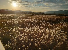 【お題日記】逆走車に遭遇したことある？