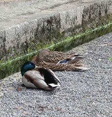 【お題日記】どんな風にアピールされるとうれしい？