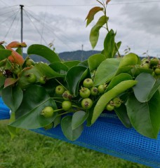 【お題日記】何か運動してる？