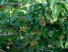 【お題日記】車を買う際に優先するもの