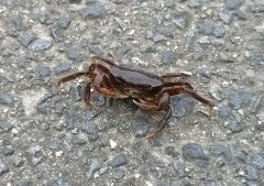 【お題日記】今スマホにこんな写真入ってます