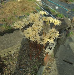 【お題日記】Hの後歩けなくなったことある？