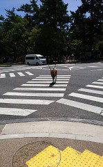 【お題日記】懐かしい写真に心がほっこりした事