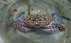 【お題日記】好きなエロマンガ作品