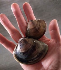 【お題日記】トイレのドア開けられちゃった事ある？