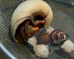 【お題日記】これまで演奏したことある楽器