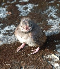 【お題日記】靴履くの右足から？左足から？