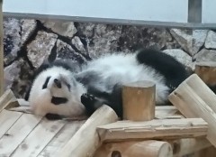 【お題日記】パンダに会ったことある？