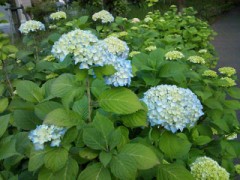 紫陽花♪(^.^)