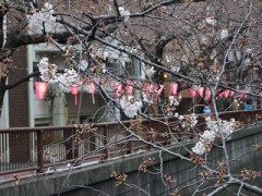 ３月２５日の目黒川(^^)