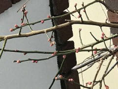 南紅梅が咲きそう(^^)