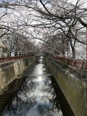 昨日の目黒川(^^)