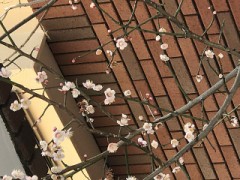 かなり咲きました！