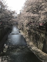 目黒川！