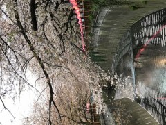 3月31日の目黒川(^^)