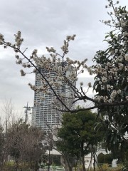 春はすぐそこ(^^)  お花見どうでしょう(^｡^)