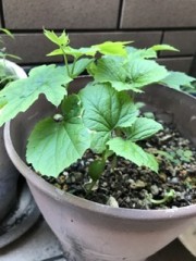 ゴーヤの成長(^^)