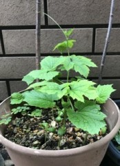 おはようございます