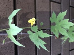 ゴーヤの花が咲いた