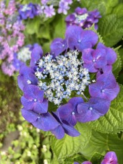 六月の晴れ間と、静かな期待