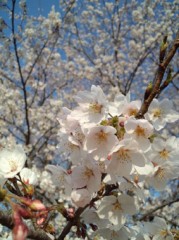 お花見日和♪