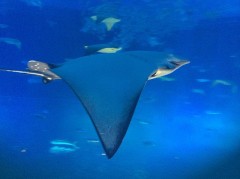 沖縄のちゅら水族館に行ってきました