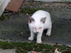 猫カフェに行ってみたい