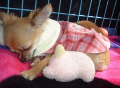 胆石の原因と予防 & 血液型の割合