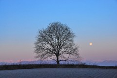 初詣のニュー・ノーマル